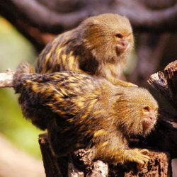 Pygmæ aber i Londo Zoo