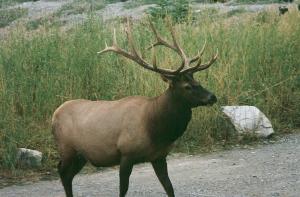 Click for larger foto